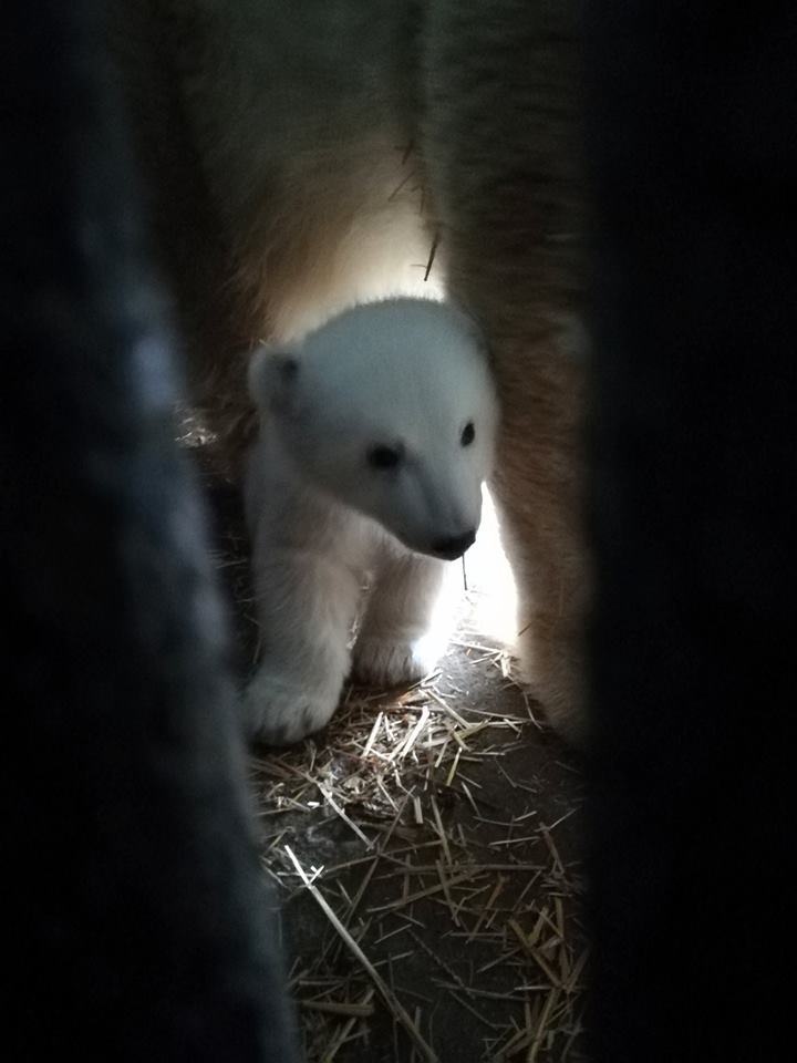 Ведмежа Миколаїв